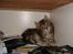 Maine Coon Diego