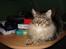 Maine Coon Diego