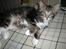 Maine Coon Mads *solgt* - Billede taget af opdrætteren