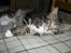 Maine Coon Mads *solgt* - Billede taget af opdrætteren