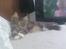 Maine Coon Mads *solgt* - hyggedag med mor