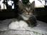 Maine Coon Mads *solgt* - Billede taget af opdrætteren