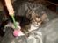 Maine Coon Mads *solgt* - Hallo jeg leger lige. giv mig lige en chance for at posere 