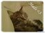 Maine Coon Mads *solgt* - Tager lige en slapper på sofaen med moar.. begynder snart og blive træt af det kamera