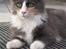 Maine Coon Spinner - 15 mdr
