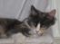 Maine Coon Spinner - 15 mdr