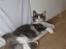 Maine Coon Spinner - 15 mdr