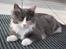 Maine Coon Spinner - 15 mdr