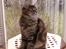 Maine Coon (N) Lilletun´s Papaya
