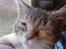 Blanding af racer tigerlilly  r.i.p
