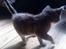 Blanding af racer tigerlilly  r.i.p