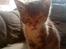 Blanding af racer tigerlilly  r.i.p