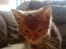 Blanding af racer tigerlilly  r.i.p