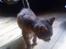 Blanding af racer tigerlilly  r.i.p