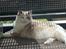 Ragdoll SP. Wrendsted Celinea DSM