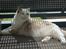 Ragdoll SP. Wrendsted Celinea DSM