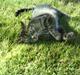 Huskat Lille keld >R.I.P< 