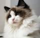 Ragdoll SiempreAmar Rising Star