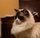 Ragdoll Azzi's X'ellent for U