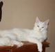 Maine Coon Kafra's white Undercover Himmel kat 