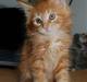 Maine Coon Tiger