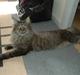 Maine Coon Dk Fribanikos´ Quigley