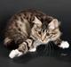 Kurilean Bobtail RGJ Cat's Jenisey