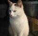 Huskat Prinsesse Mia [R.I.P]