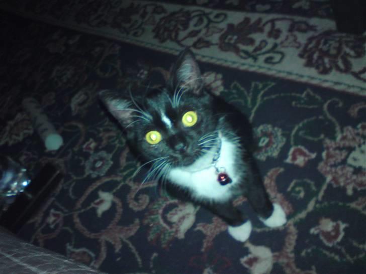 Huskat Elfenben - Hun kigger rigtigt på mig :) billede 2