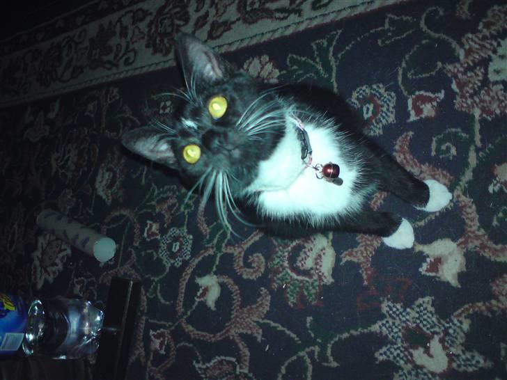 Huskat Elfenben - Hun er bare dejlig :) billede 3