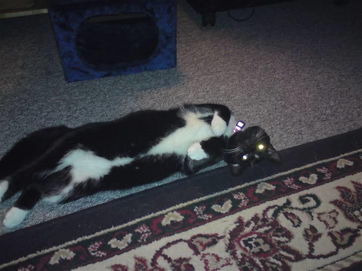 Huskat Elfenben - Man skal da slappe af engang imellem :D billede 4