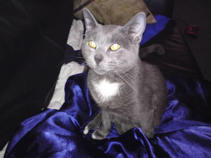 Blanding af racer Basse - Holder øje med dig mor billede 3