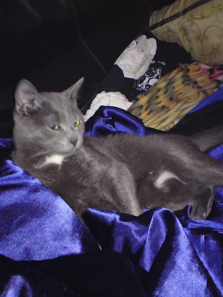 Blanding af racer Basse - Man skal jo sove engang imellem. Så er på vej i seng nu billede 4