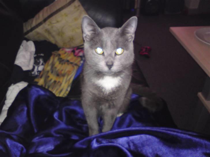 Blanding af racer Basse - Er jeg ikke bare flot billede 6