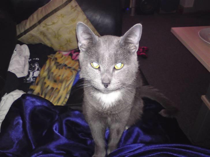 Blanding af racer Basse - Jeg ved det. Jeg er bare så nuttet og flot billede 7