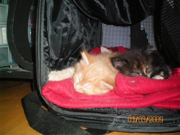 Blanding af racer Ferrari  - Putter med min søster Kiwie. billede 5