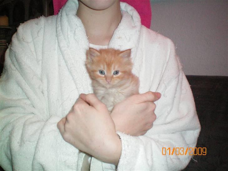 Blanding af racer Ferrari  billede 6