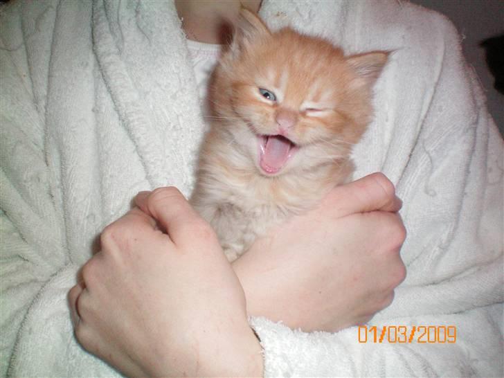 Blanding af racer Ferrari  - Kan du se min tænder nu? billede 7