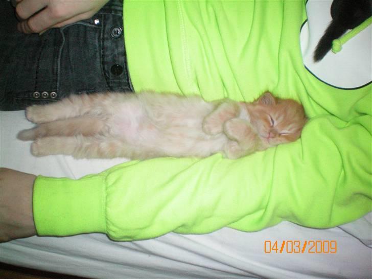 Blanding af racer Ferrari  - 3 ben? Nej, det er da bare min hale. Søvnig? Ja rigtig meget! billede 8