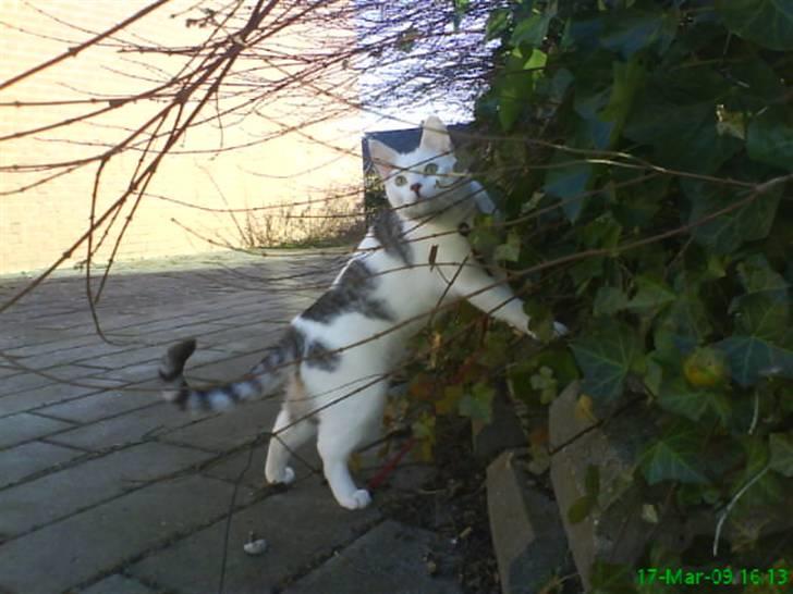 Blanding af racer Walter *Bor på Sjælland - er han ikke bare lækker? billede 4