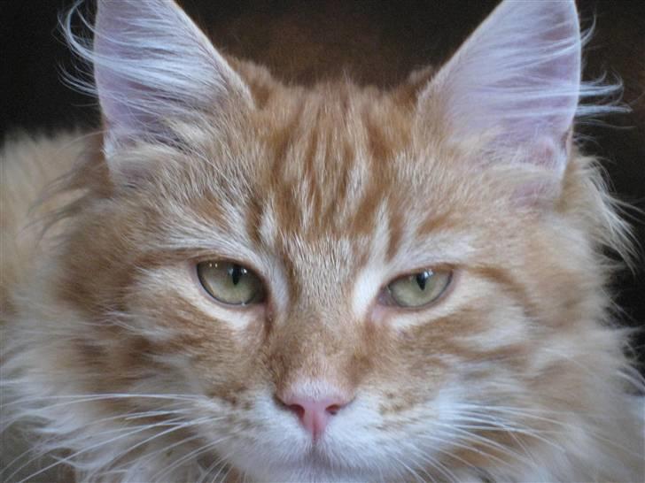 Blanding af racer Maccoy billede 1