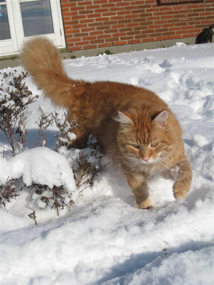 Blanding af racer Maccoy billede 2