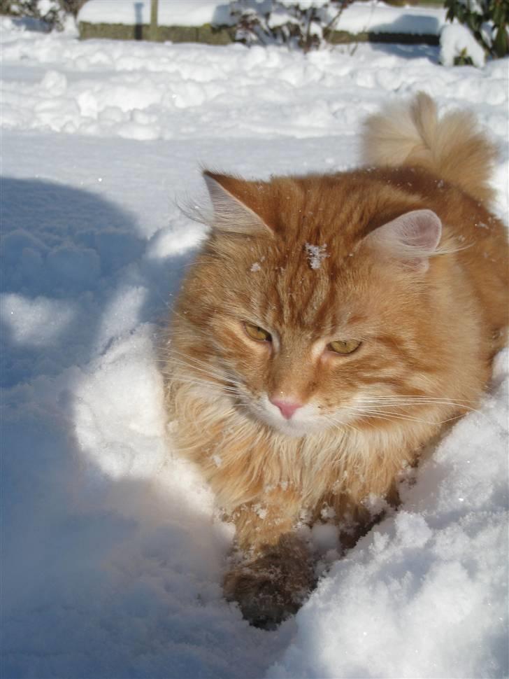 Blanding af racer Maccoy billede 3