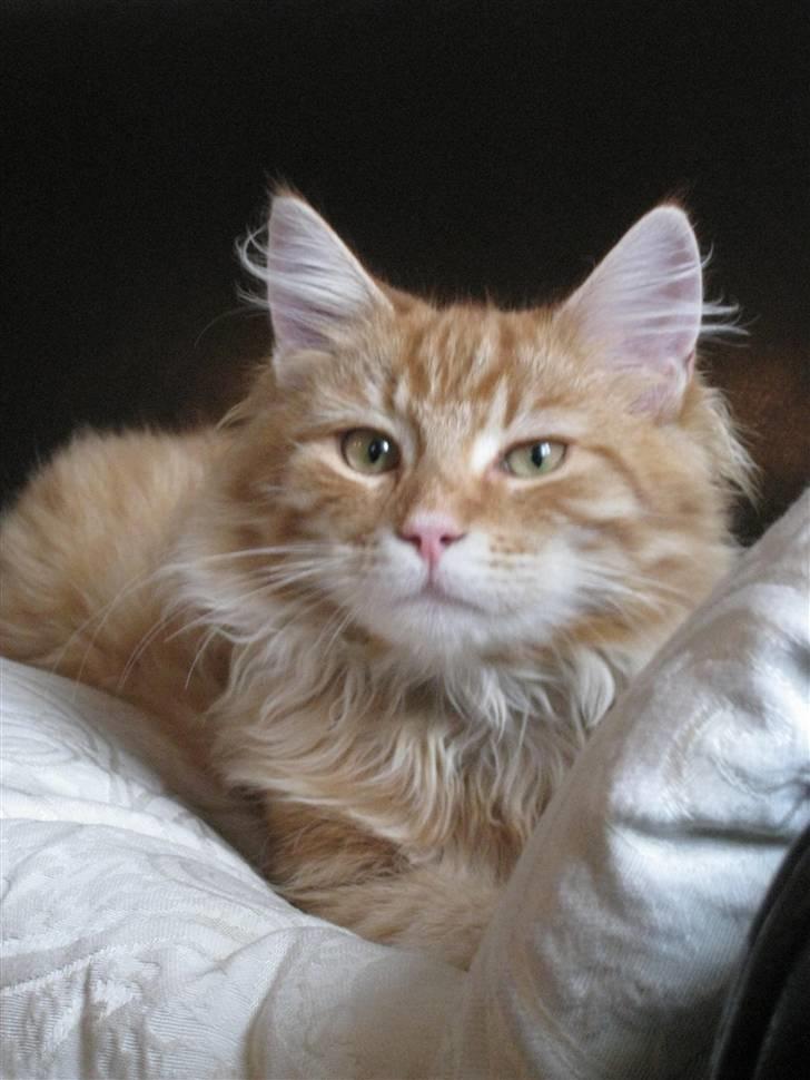 Blanding af racer Maccoy billede 4