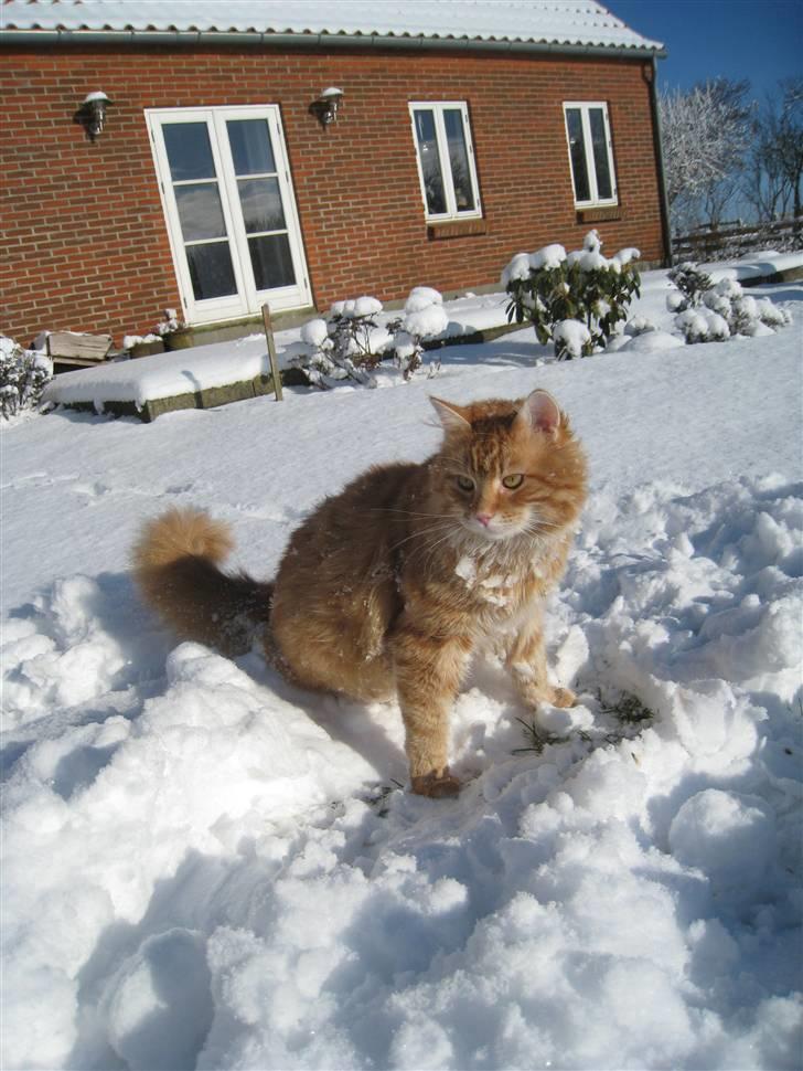 Blanding af racer Maccoy billede 5