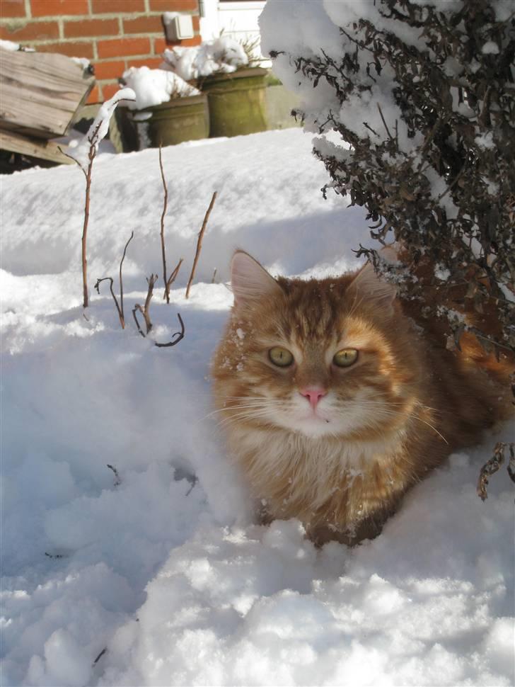 Blanding af racer Maccoy billede 6