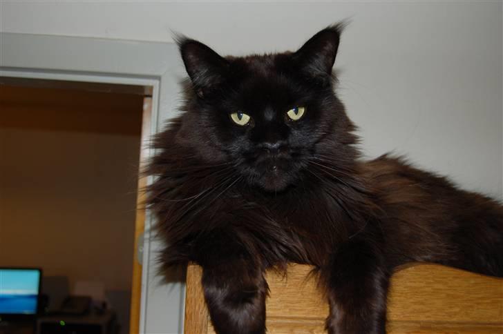 Maine Coon Kafra's Black Bandit billede 1