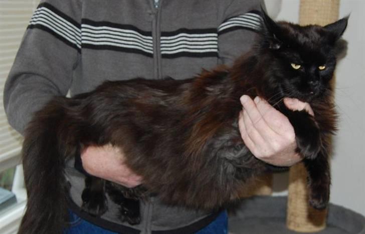 Maine Coon Kafra's Black Bandit billede 2