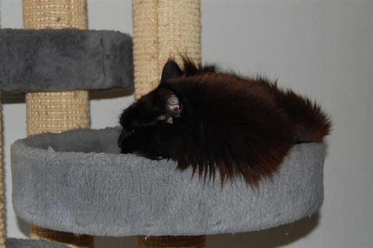 Maine Coon Kafra's Black Bandit billede 3