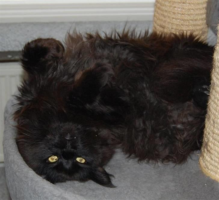 Maine Coon Kafra's Black Bandit billede 4